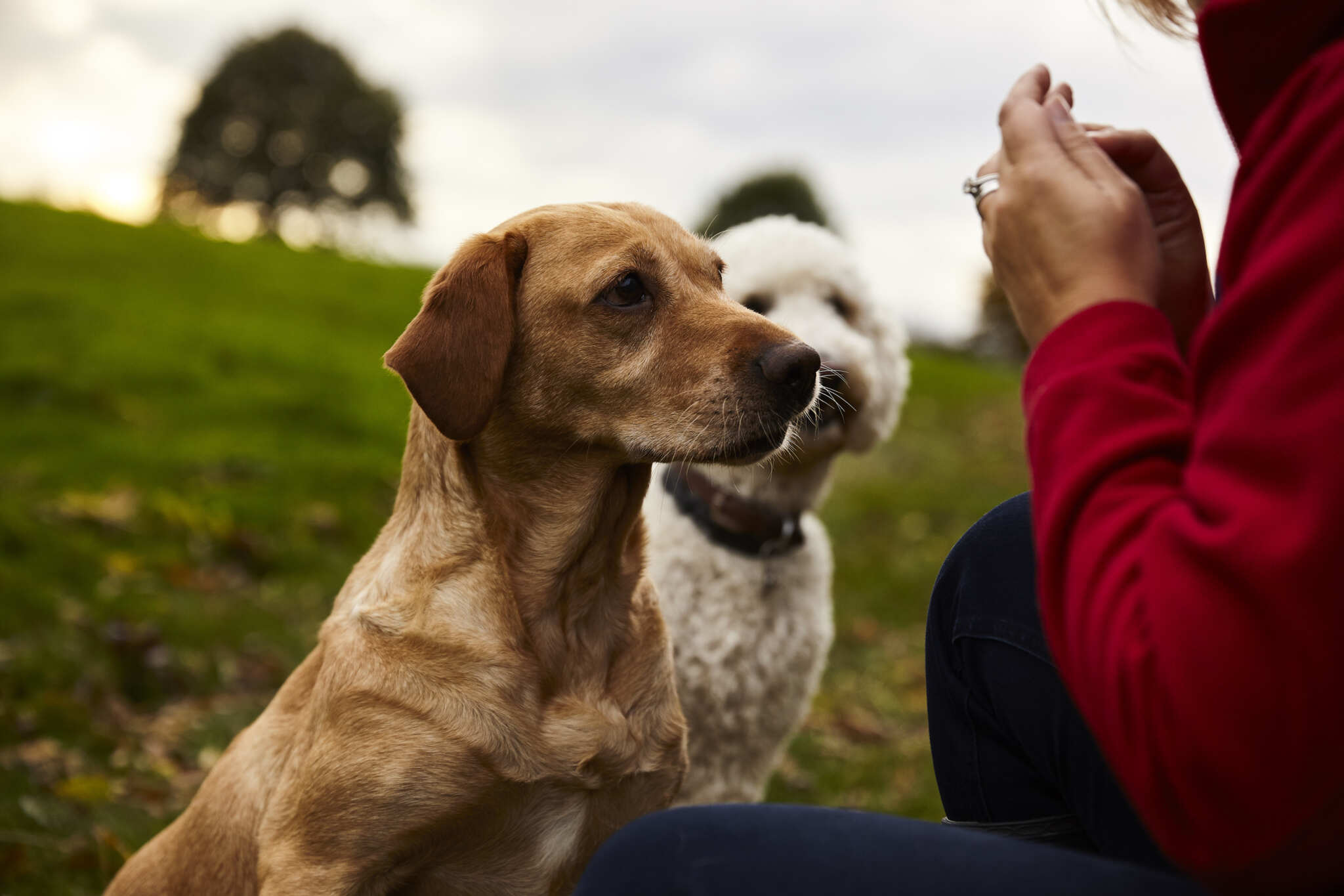 Oscar Pet Food Deliver Franchise Opportunity Oscar Pet Food Deliver Franchise Opportunity